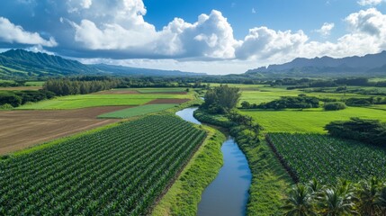 Obraz premium Aerial view of lush green farmland and meandering river rural landscape hawaii nature photography scenic peaceful environment