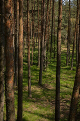 Obraz premium footpath in the forest