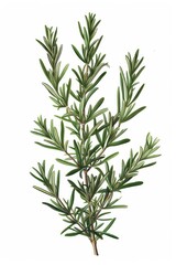Fototapeta premium Old botanical illustration of rosemary, isolated on white, featuring intricate details