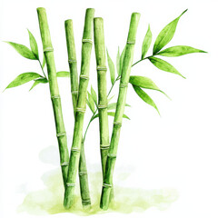 Fototapeta premium Bamboo plants in soft watercolor hues create elegant atmosphere, isolated design on white background 