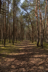 Fototapeta premium The road in the forest