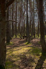 Obraz premium footpath in the woods