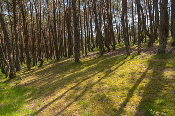 Obraz premium footpath in the forest