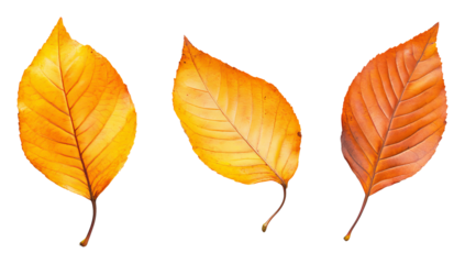 Three vibrant autumn leaves isolated on transparent background, nature and seasonal concept