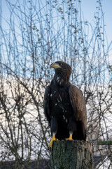 White Tailed Sea Eagle Looking for Prey