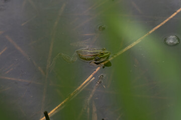 frog in watet