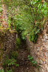 narrow pathway to the forest