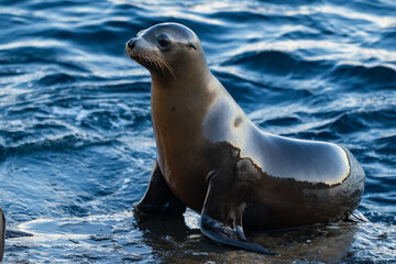 Fototapeta premium California Sea Lion at La Jolla