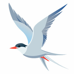 arctic tern bird