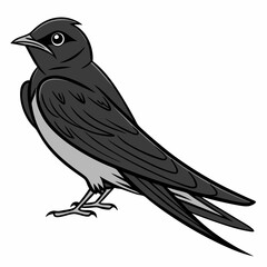 Fototapeta premium a-black-swallow-bird-is-walking-alone vector illustration