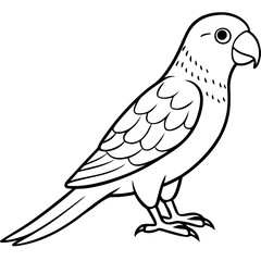 Obraz premium parakeet bird