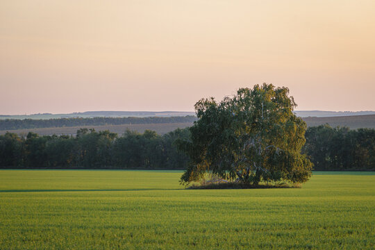 Lonely tree on the green field - Powered by Adobe