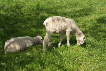 Fototapeta premium Two little lambs on a sunny meadow