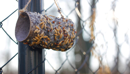 Close-up of a bird feeder made from a roll of toilet paper smeared with liquid tallow and soaked in...