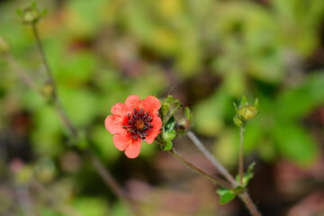 Obraz premium Cinquefoil Roxana flower