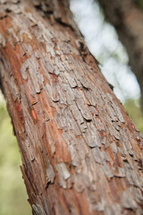 Close-up of a tree trunk