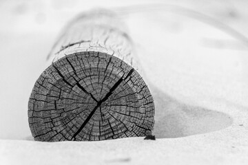 Old stump on sand
