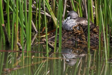 Pied-Billed Grebe Nesting in Green Reeds with Water Reflections