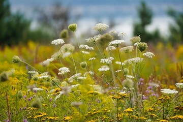 a field with a multitude of different flowers 
