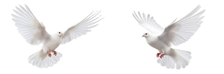 Obraz premium Set of a White dove flying, isolated on transparent background.
