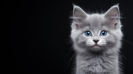 A close-up of an adorable gray kitten with striking blue eyes against a dark background, This image is perfect for pet-related content, marketing, or publications focused on animals or emotions,