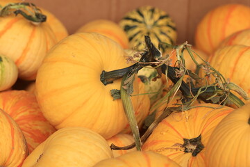 pumpkins and gourds