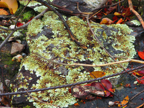 A beautiful lichen on a rock in the middle of a large forest