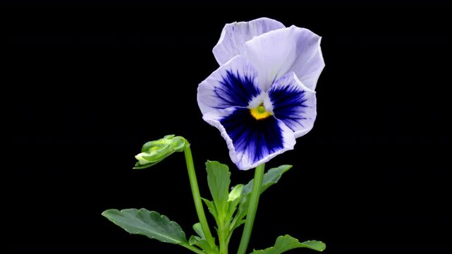 Time lapse of opening white and purple Pansy flower (Viola tricolor) isolated on black background