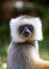 Naklejka premium the dancig Lemur