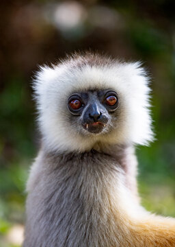 the dancig Lemur