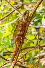 chameleon on a branch