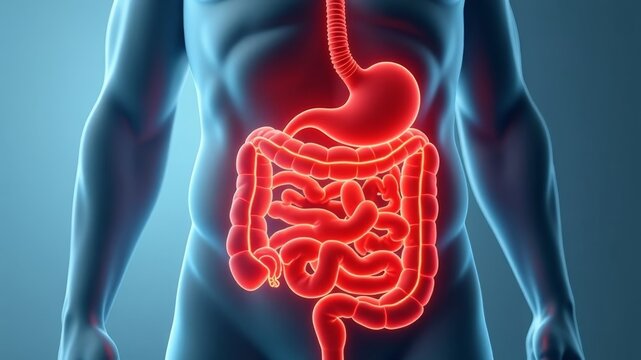 Virtual human digestive system inside a human.