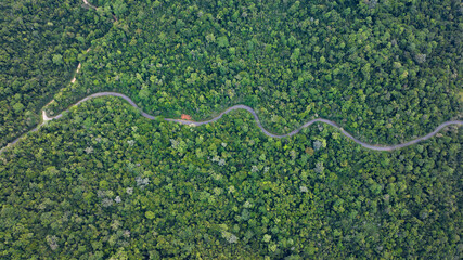 Obraz premium a road in the forrest