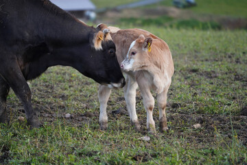 Kuh und neu geborenes Kalb