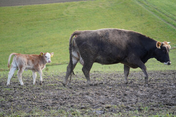 Kuh und neu geborenes Kalb