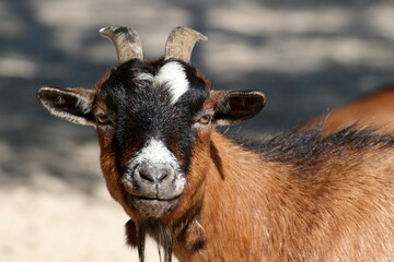 Obraz premium Close-up portrait of a brown goat.
