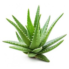Fototapeta premium Lush green aloe vera plant isolated on white background. (1)