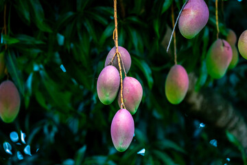 Ripe tropical mango fruits on the tree