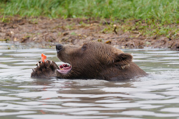 Close-up photo of an Alaskan Brown Bear eating a Salmon fish in Big River Lakes, Alaska, USA