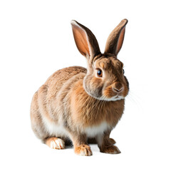 Obraz premium Adorable Brown Rabbit Isolated on Transparent Background