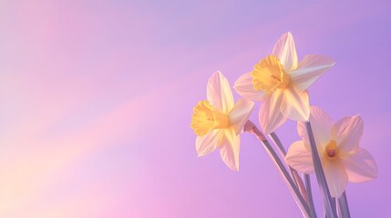 Obraz premium Daffodils bloom in pastel hues during a serene spring morning in a tranquil garden landscape