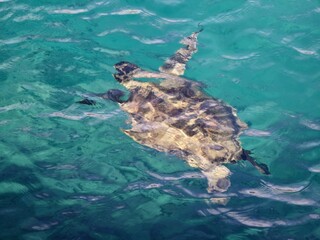 sea turtle