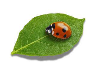 Obraz premium Closeup of Ladybug on Green Leaf, Nature Symbol, Insect Wildlife, Eco Gardening Concept, Minimalistic Luck and Natural Design