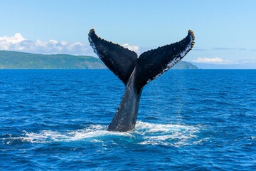 In the Pacific Ocean, a whale is spotted swimming in the Gulf of California, close to Punta de Mita.