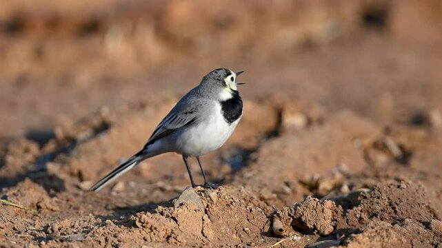 white wagtail
