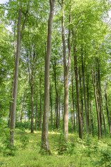 A Lush Green Forest Filled with Towering Trees on a Bright and Beautiful Summer Day