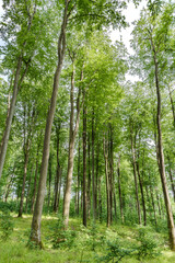 A Lush Green Forest Filled with Towering Trees on a Bright and Beautiful Summer Day
