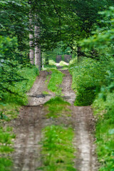 Obraz premium Discovering a Serene Forest Pathway that meanders Through Vibrant and Lush Greenery