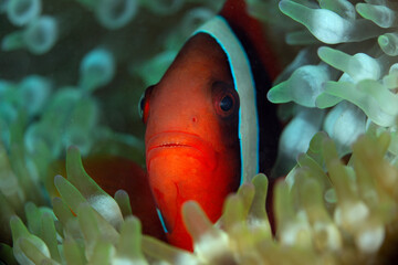 The tomato clownfish (Amphiprion frenatus). Photo was taken in the island Romblon, Philippines
