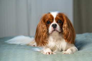 Portrait of cute dog.Cavalier king charles spaniel sitting on bed at home. Love for pets. Care and...